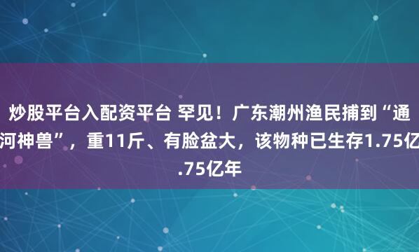 炒股平台入配资平台 罕见！广东潮州渔民捕到“通天河神兽”，重11斤、有脸盆大，该物种已生存1.75亿年